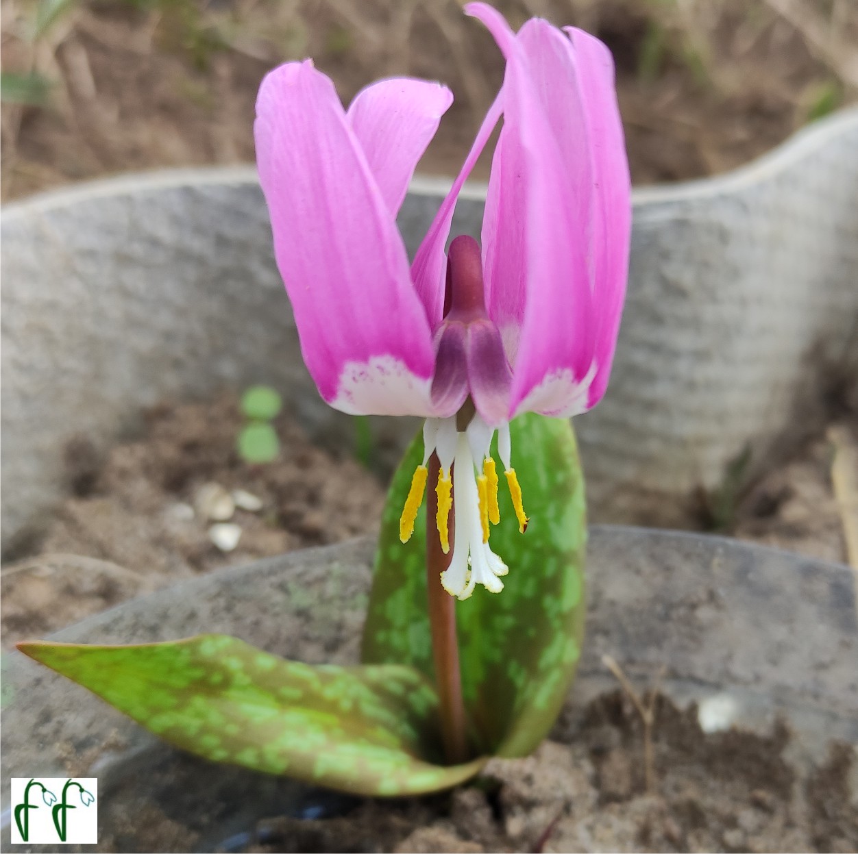 Каталог — Кандык сибирский розовый (Erytronium sibiricum pink), купить  саженцы, семена и луковицы